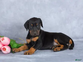 Mixed Breed dogs for sale: Rosie - Ad 2