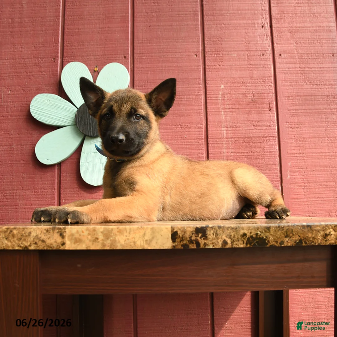 Belgian Malinois dogs for sale: Captain - Ad 5