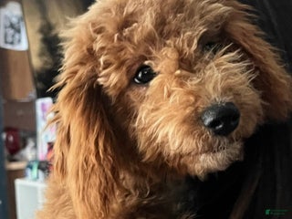 Mini Goldendoodle dogs Rosie - Ad 5
