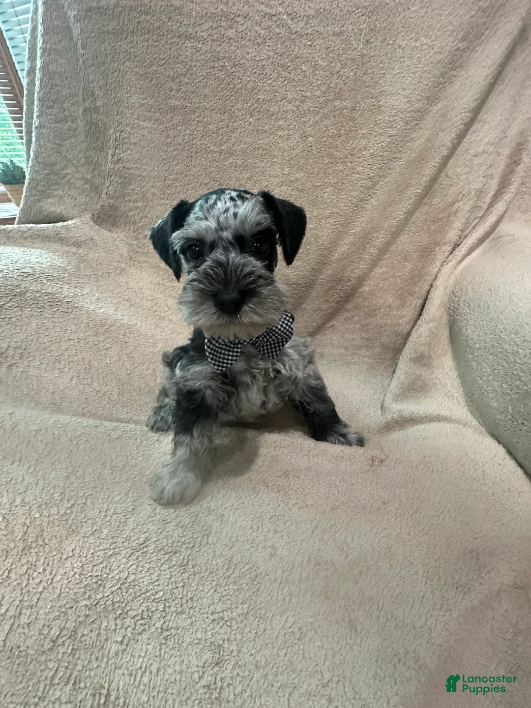 Miniature Schnauzer dogs for sale: Rocky - Ad 5