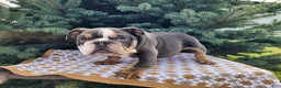 English Bulldog dogs for sale: Elliot - Ad 17