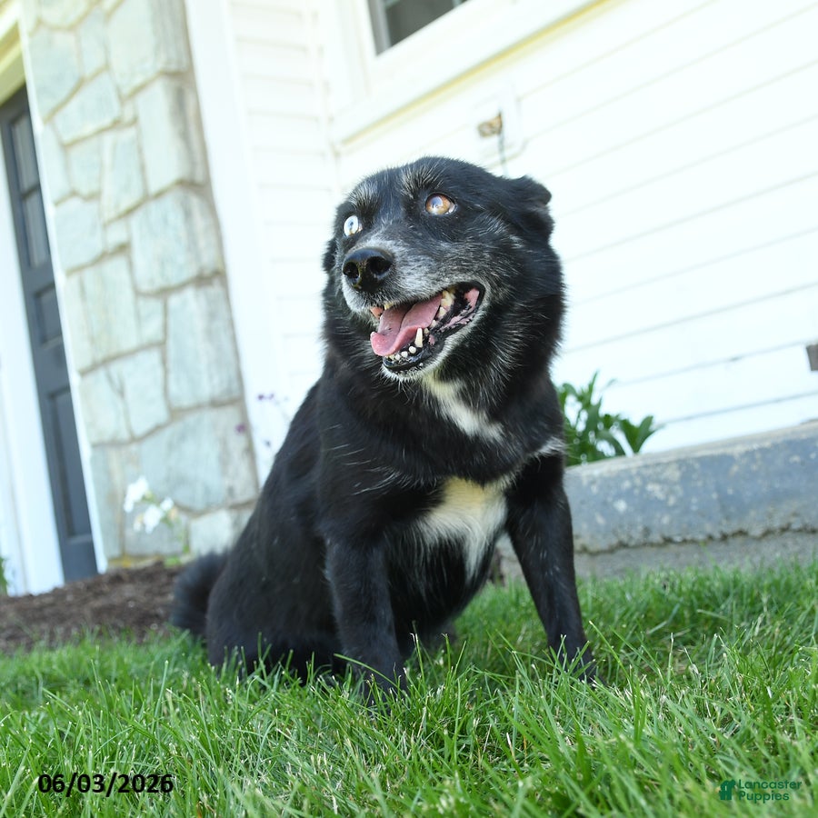 Pomsky dogs for sale: Annabell - Ad 3
