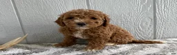 Mini Goldendoodle dogs for sale: Roxy - Ad 6