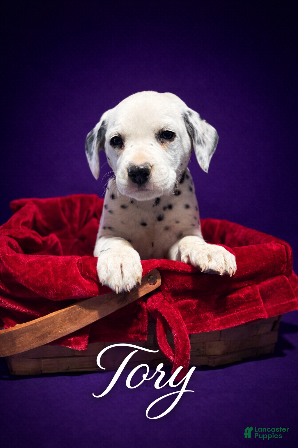 Dalmatian dogs Tory - Ad 1