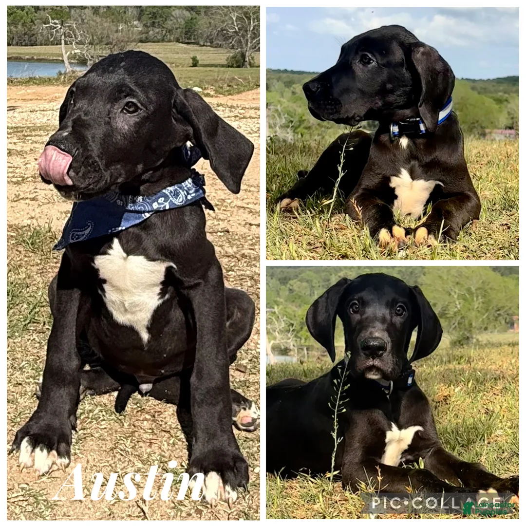 Great Dane dogs for sale: Euro Black Austin  - Ad 1