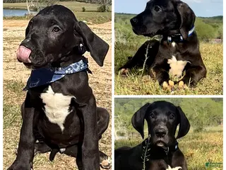 Great Dane dogs Euro Black Austin - Ad 3