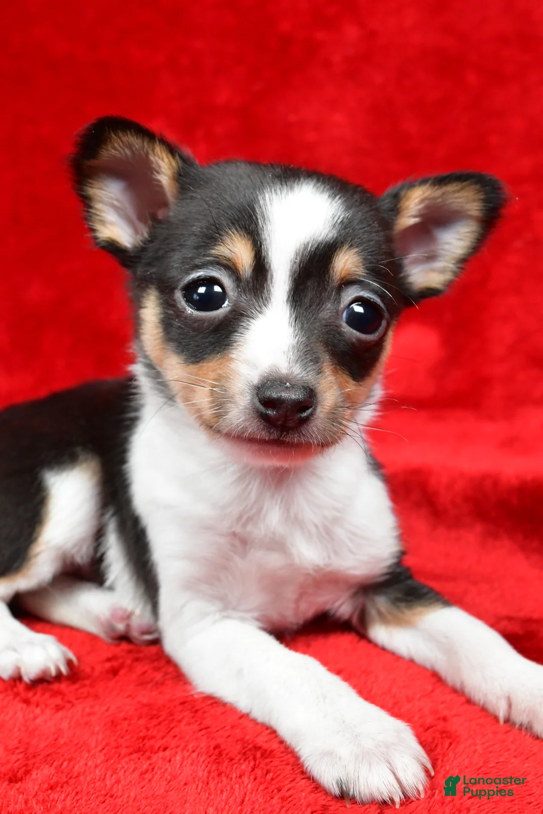 Toy Fox Terrier dogs for sale: Fern - Ad 5