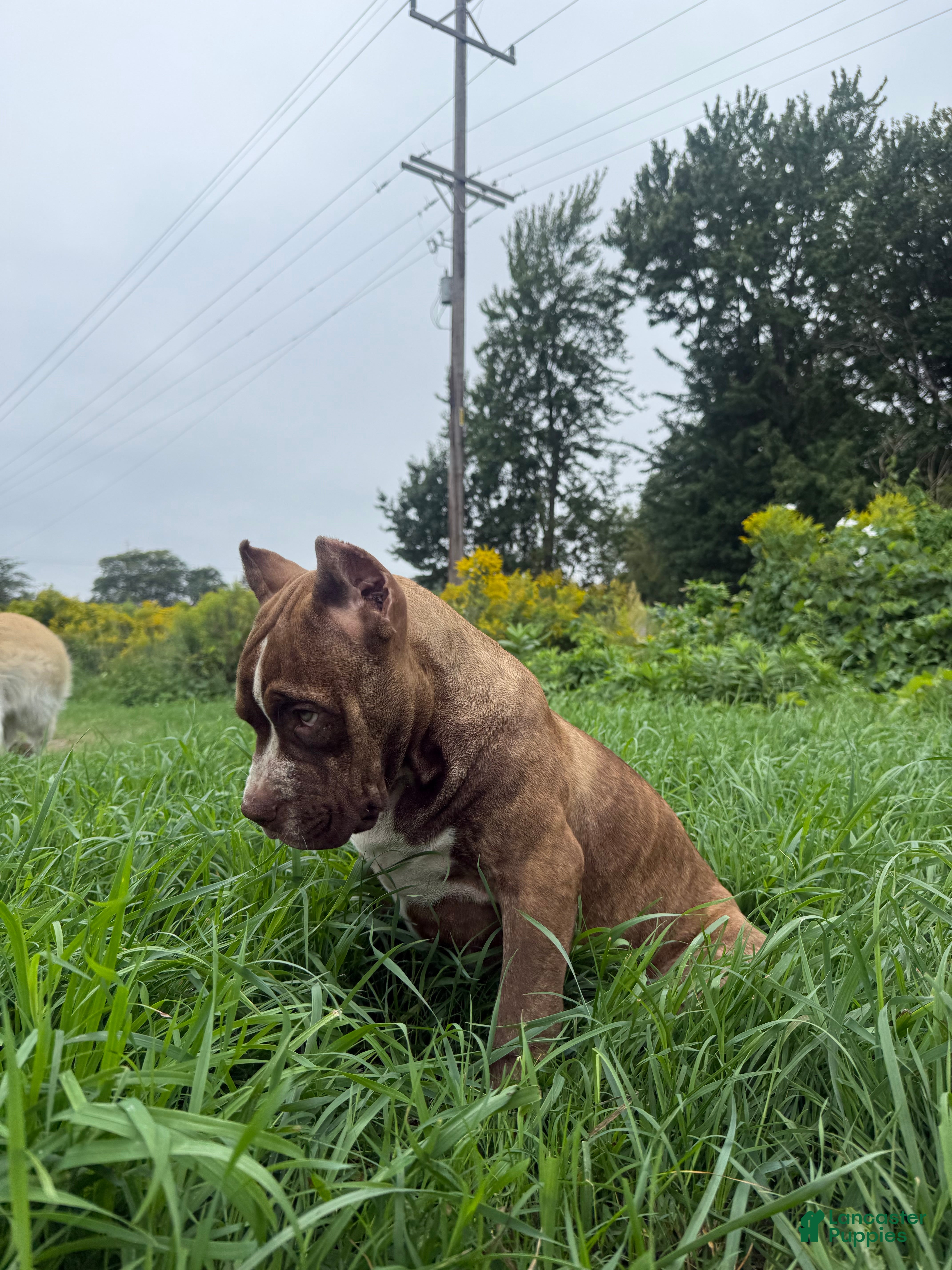 American Bully dogs American Bully 1 - Ad 2