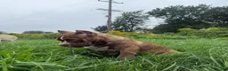 American Bully dogs for sale: American Bully 1 - Ad 2