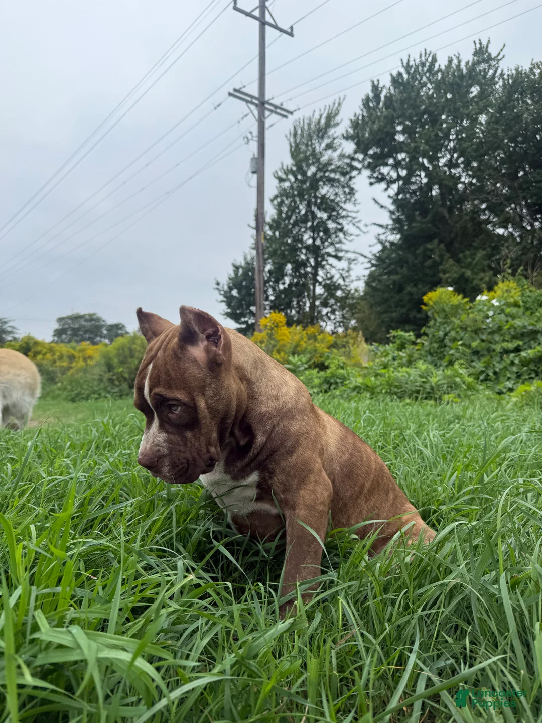 American Bully dogs for sale: American Bully 1 - Ad 2