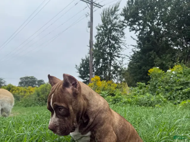 American Bully dogs for sale: American Bully 1 - Ad 2