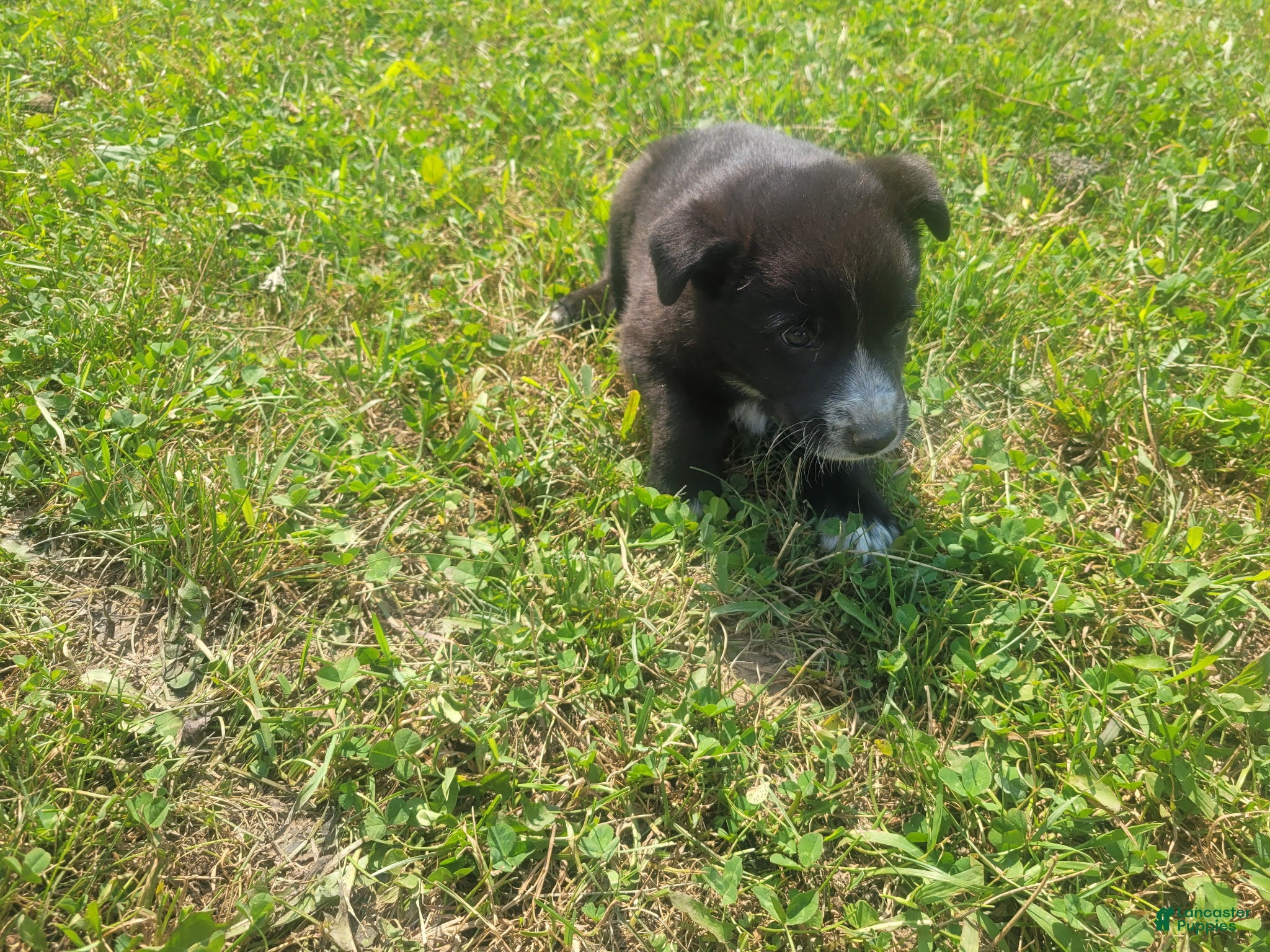 Mixed Breed dogs Black  - Ad 1