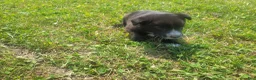 Mixed Breed dogs for sale: Black  - Ad 1