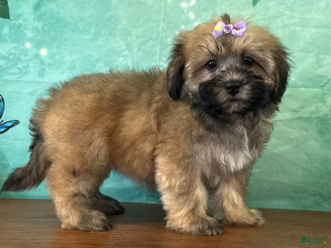 Teddy Bear dogs for sale: Ellie - Ad 2