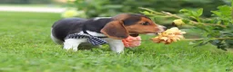 Beagle dogs for sale: Enzo - Ad 4