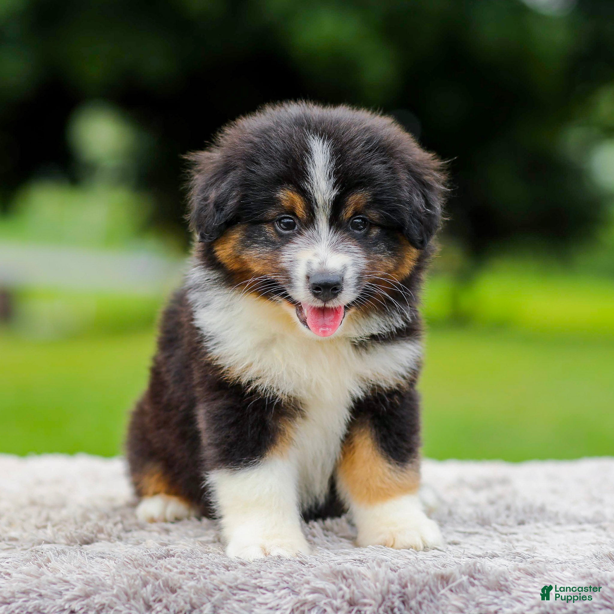 Miniature Australian Shepherd dogs Calvin - Ad 2