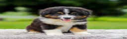 Miniature Australian Shepherd dogs for sale: Calvin - Ad 2
