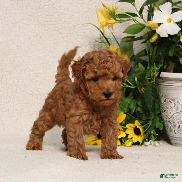 Mini Goldendoodle dogs for sale: Velcro - Ad 4