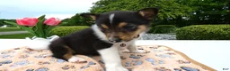Welsh Corgi Pembroke dogs for sale: Puppy 9 Mia - Ad 3