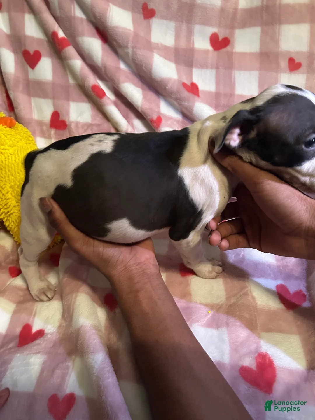 American Pit Bull Terrier dogs for sale: Diamond  - Ad 2