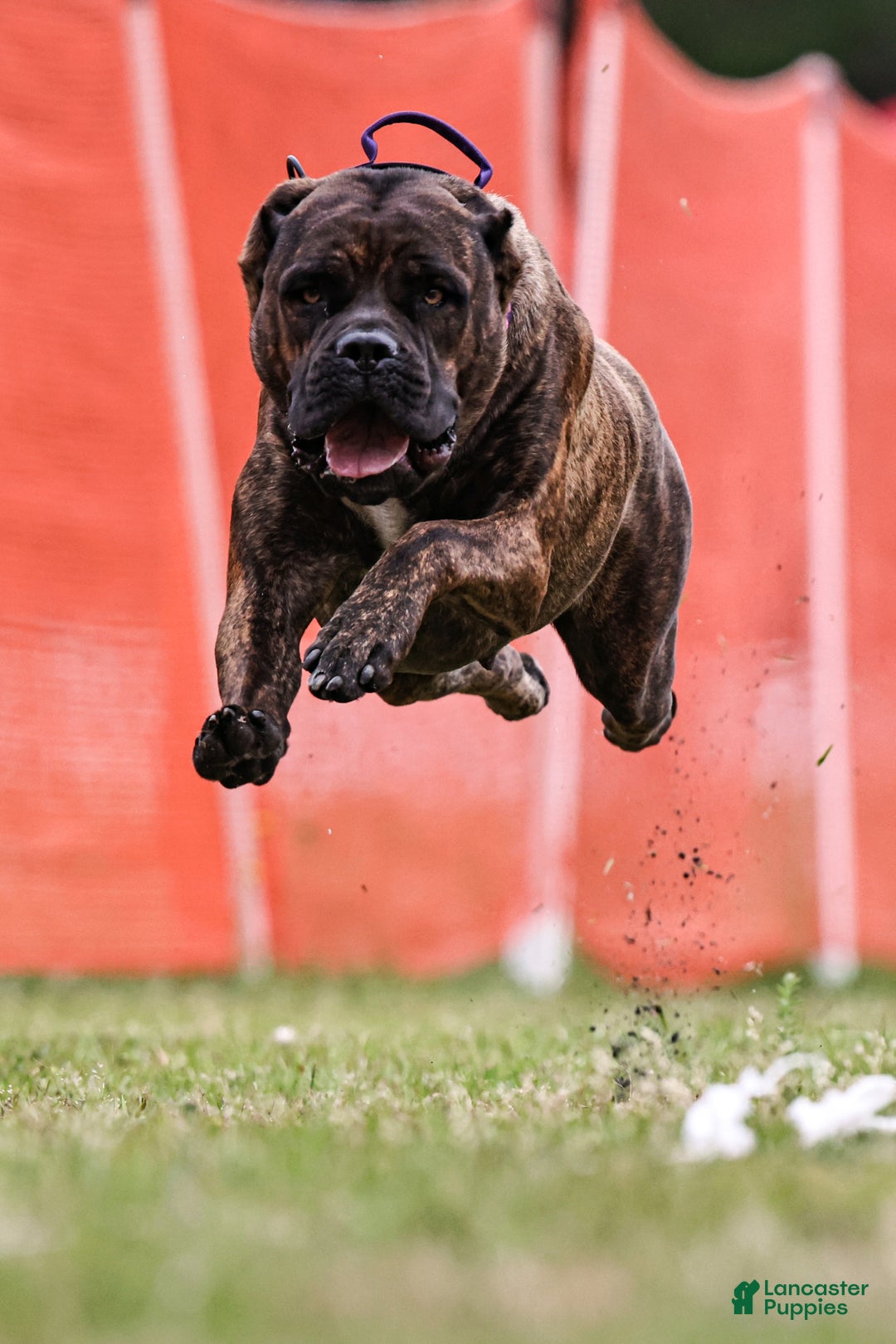 Cane Corso dogs for sale: Cane Corso Puppy 2 - Ad 8