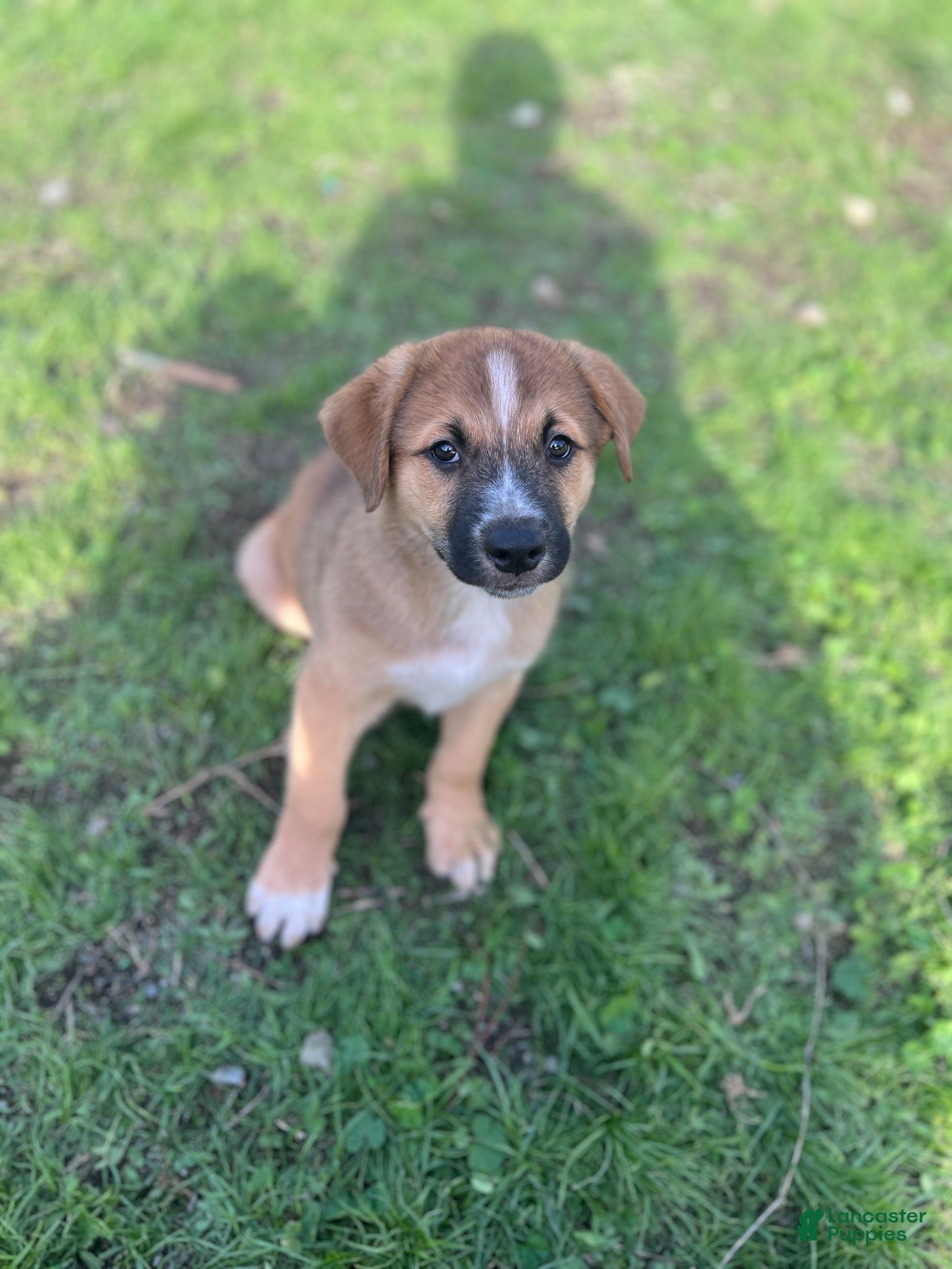 Mixed Breed dogs for sale: Mixed Breed 1 - Ad 29