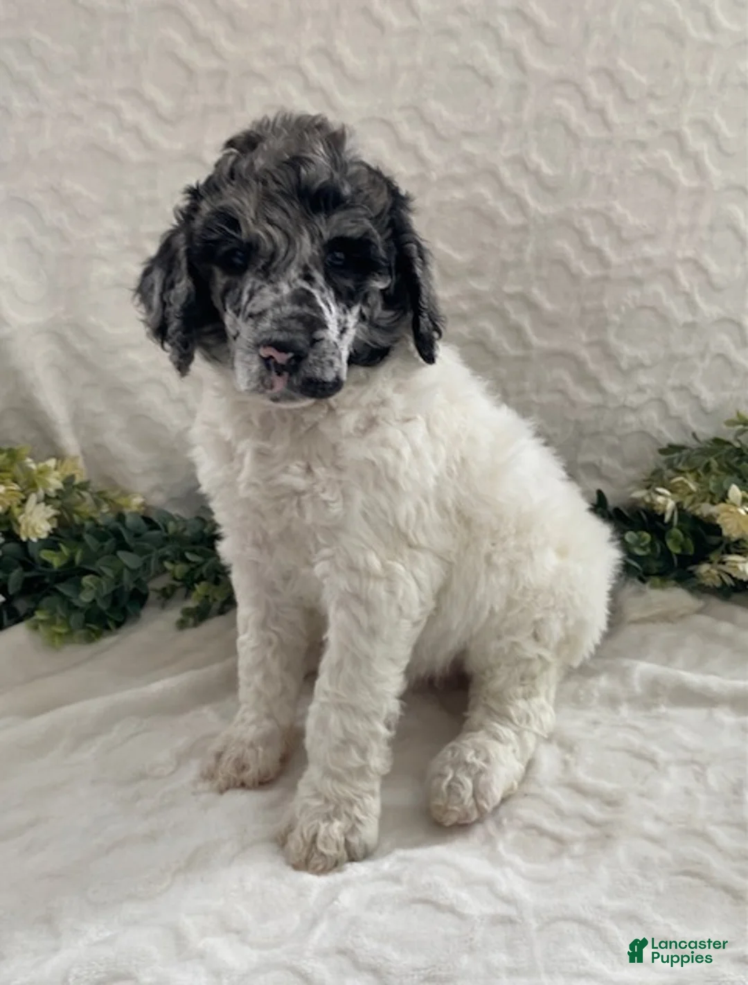 Standard Poodle dogs for sale: Kenny- genetic clear - Ad 3