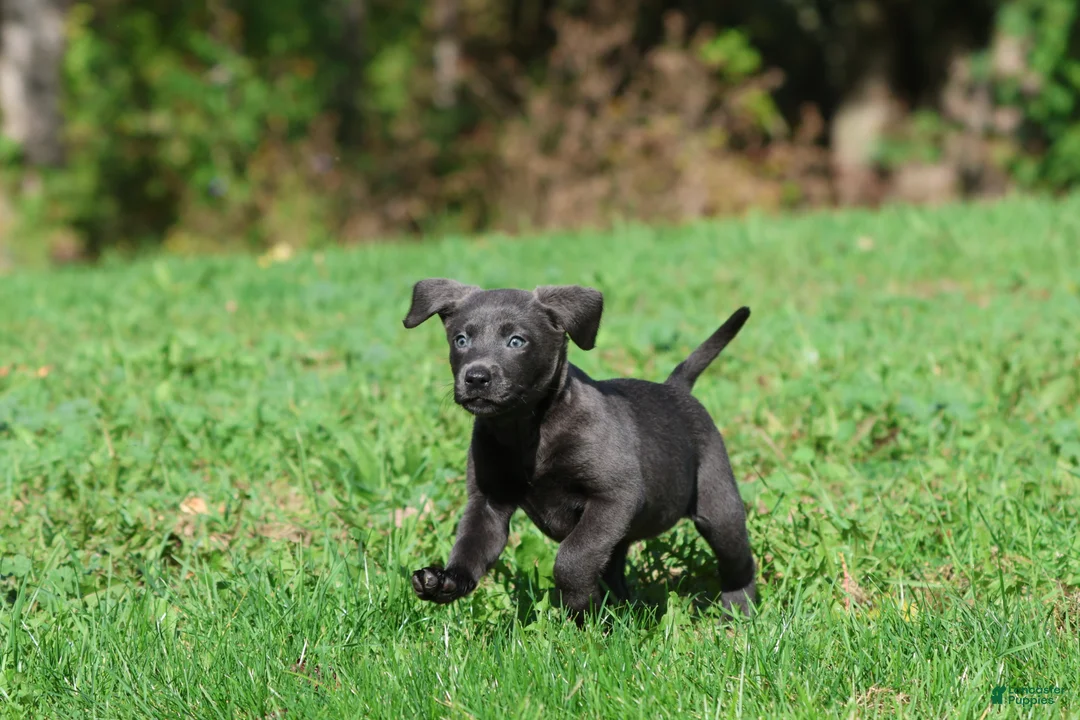 Labrador Retriever dogs for sale: Silver Dollar - Ad 4