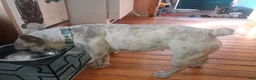 French Bulldog dogs for sale: French Bulldog Puppy 8 (standard fur Merle tri) - Ad 21