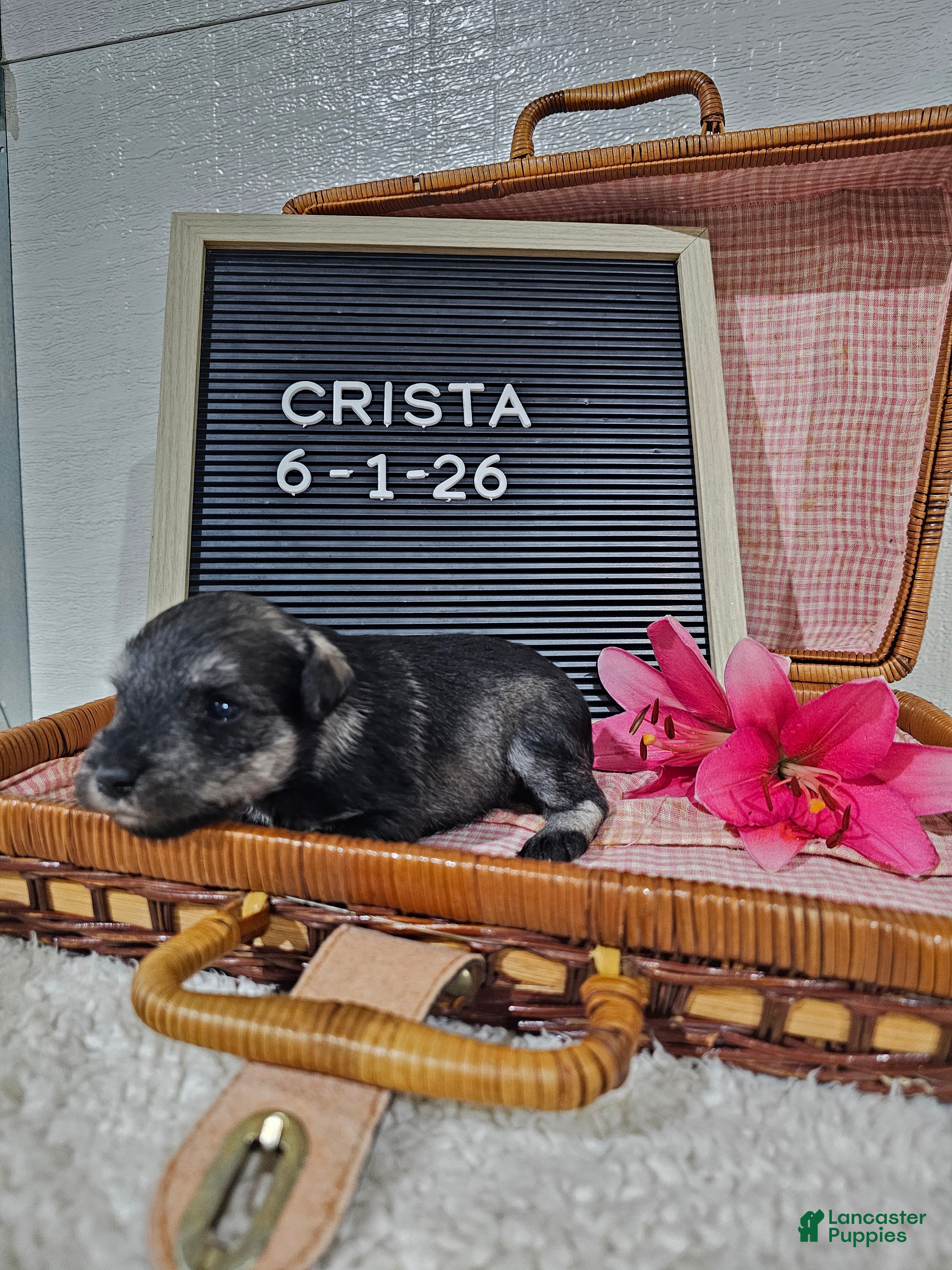 Miniature Schnauzer dogs Crista - Ad 1