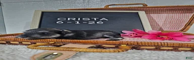 Crista
