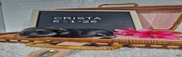 Miniature Schnauzer dogs for sale: Crista - Ad 1