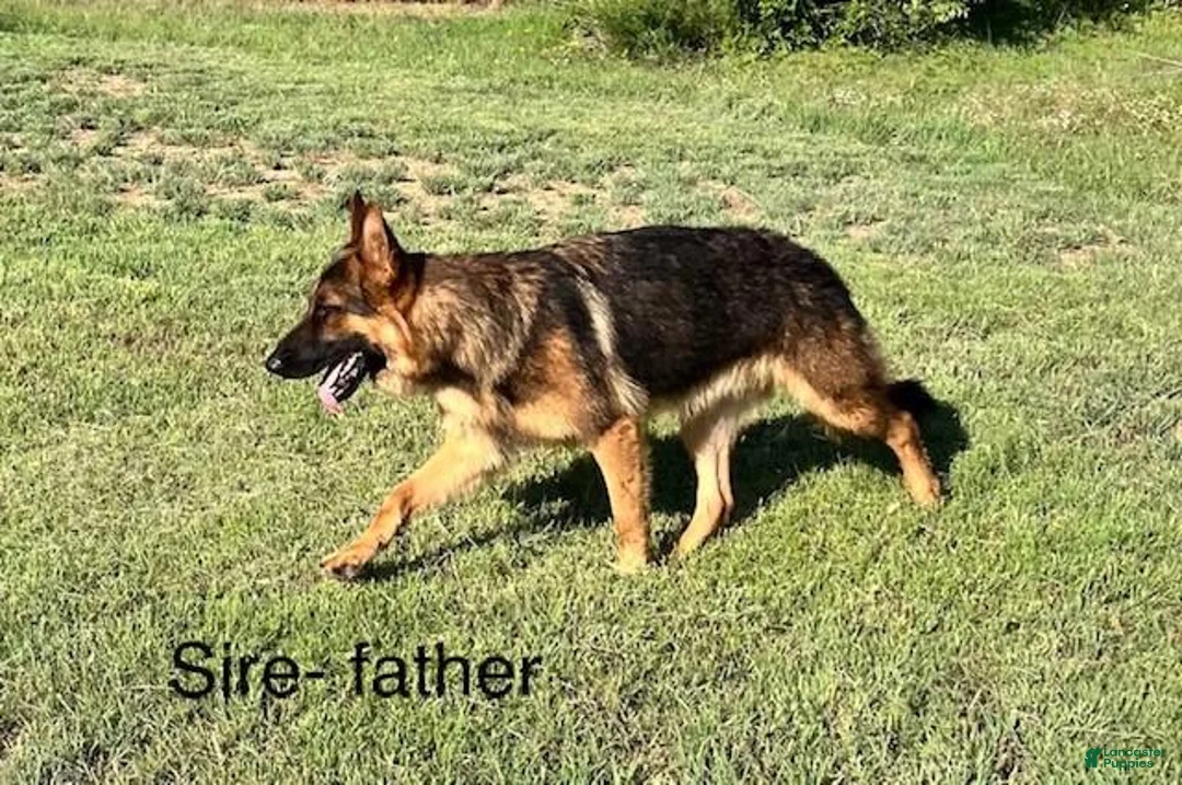 German Shepherd dogs for sale: Male Tan/ Silver Blue Sable - Ad 4