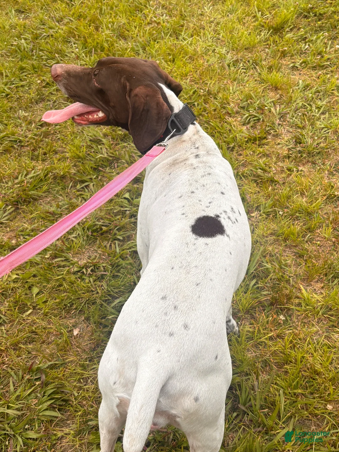 German Shorthaired Pointer dogs for sale: German Shorthaired Pointer 2 - Ad 5