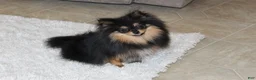 Pomeranian dogs for sale: Teacup Macy - Ad 14