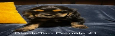 Black/Tan Female # 1