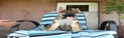 German Shepherd dogs for sale: Gerald - Ad 3