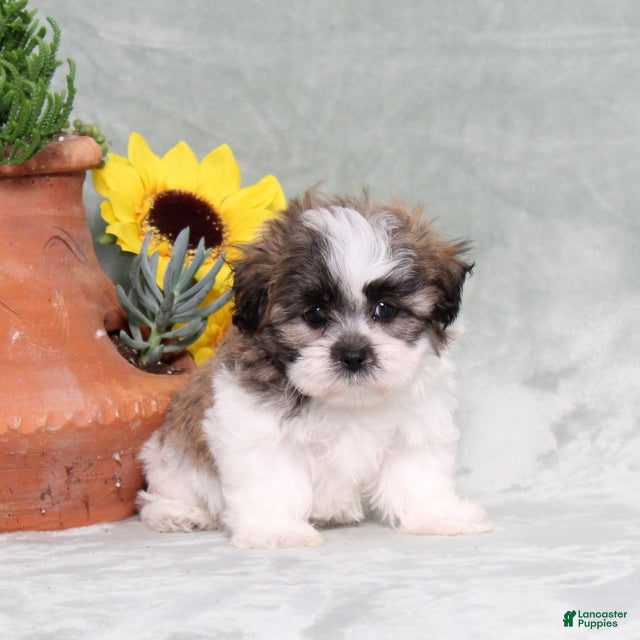 Teddy Bear dogs Uncle - Ad 1