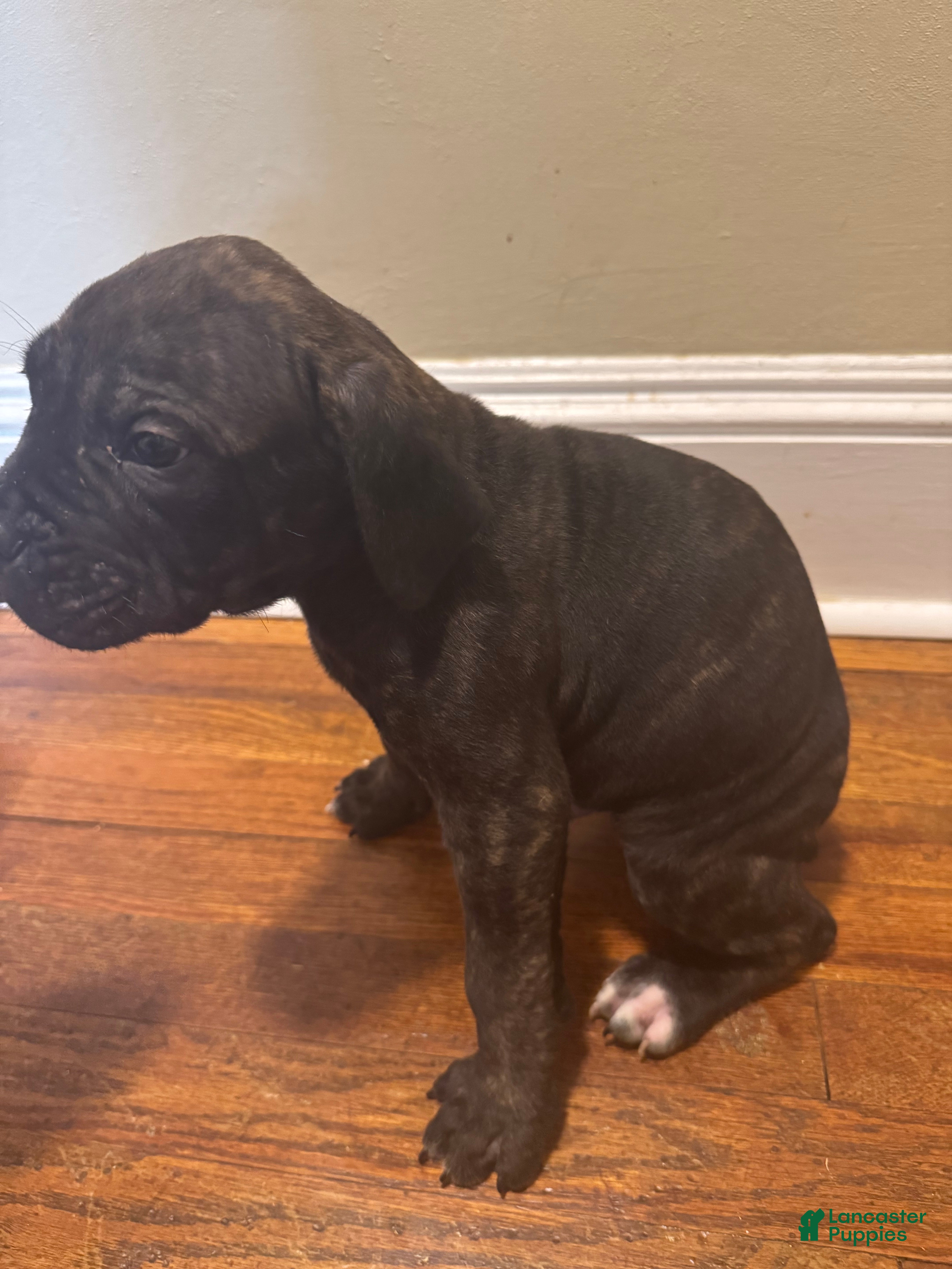Cane Corso dogs Cane Corso Puppy 7 - Ad 29
