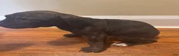 Cane Corso dogs for sale: Cane Corso Puppy 7 - Ad 1
