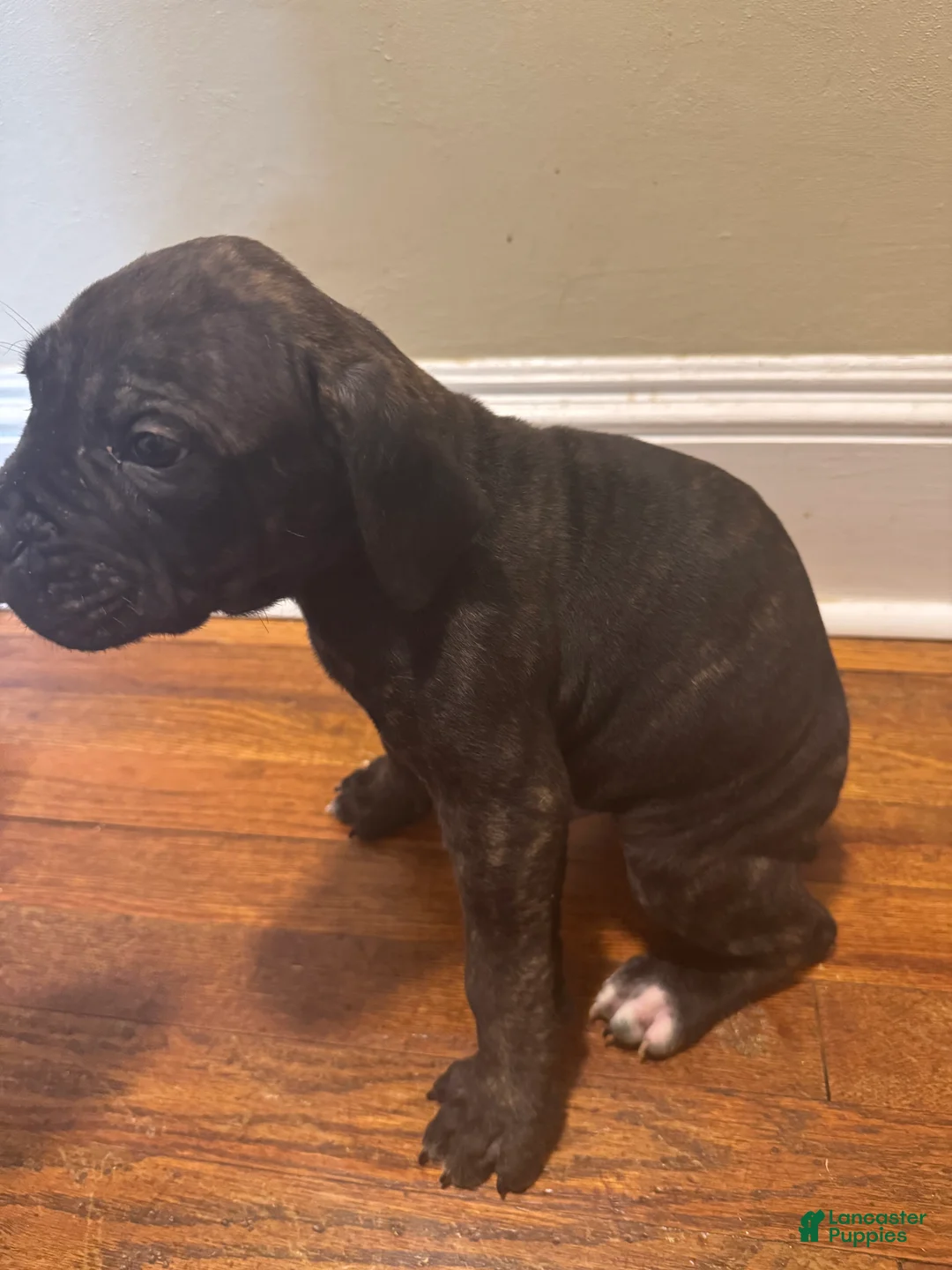 Cane Corso dogs for sale: Cane Corso Puppy 7 - Ad 1