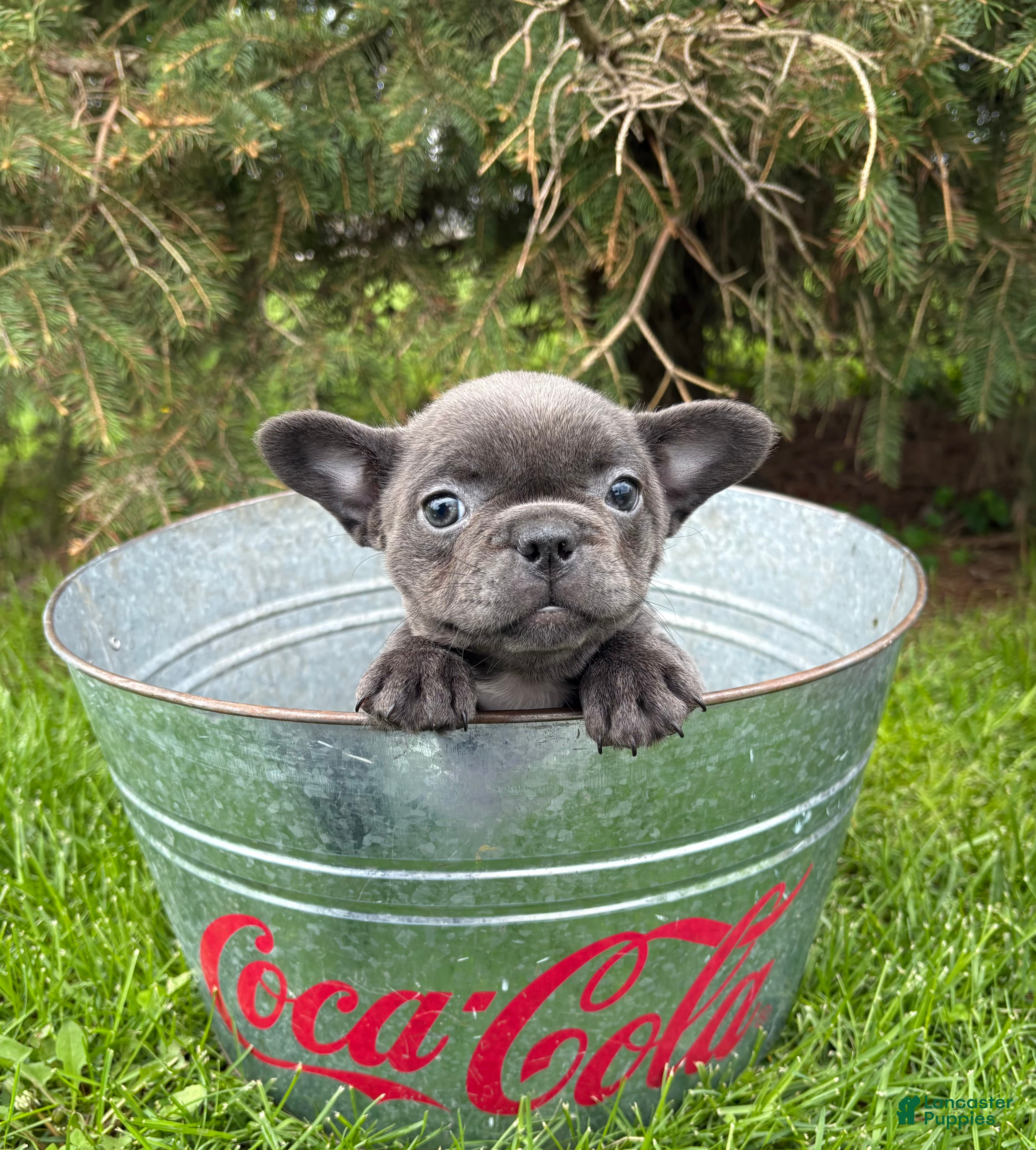 French Bulldog dogs Gigi - Ad 1