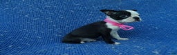 Boston Terrier dogs for sale: Karol  - Ad 1