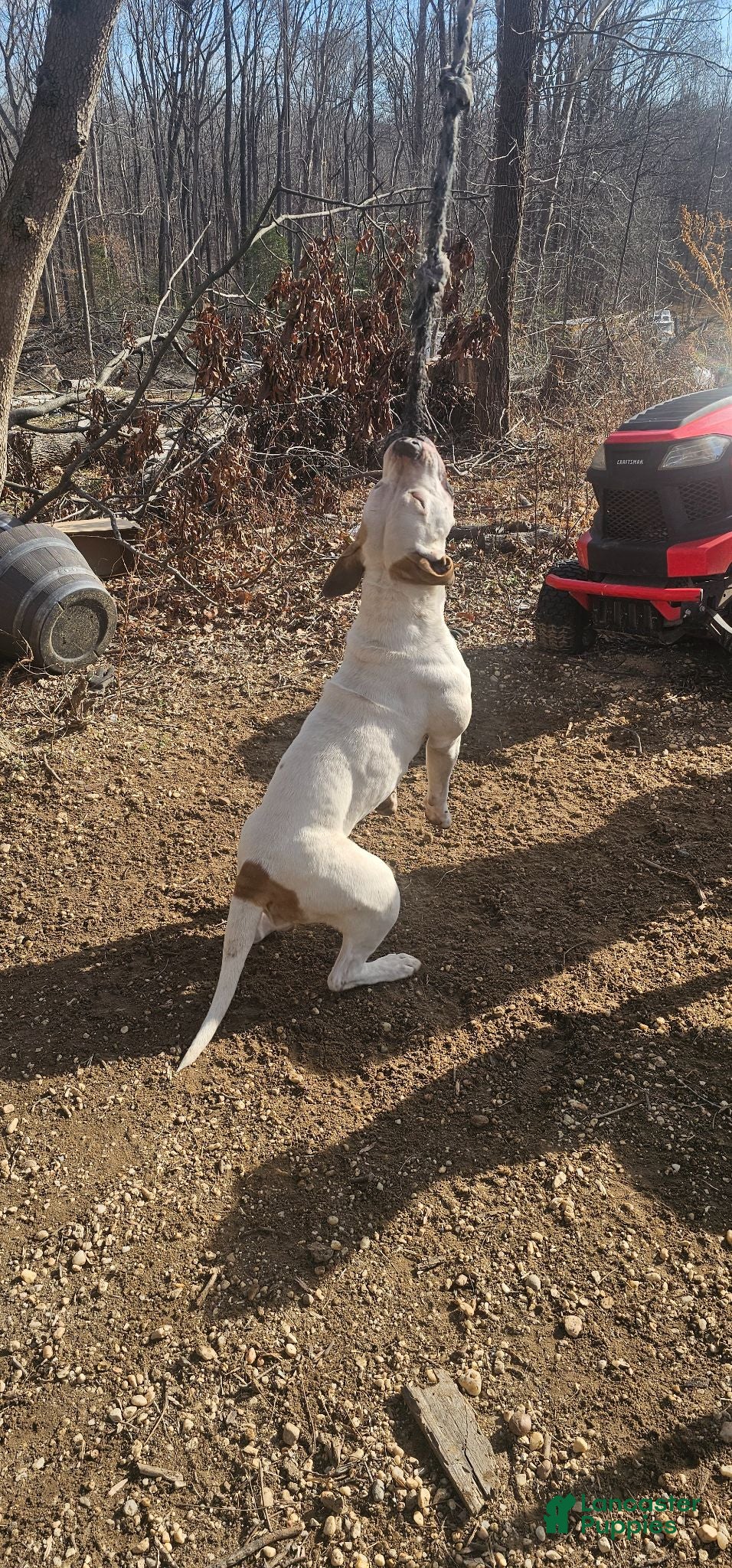American Bulldog dogs Johnny Cash - Ad 2