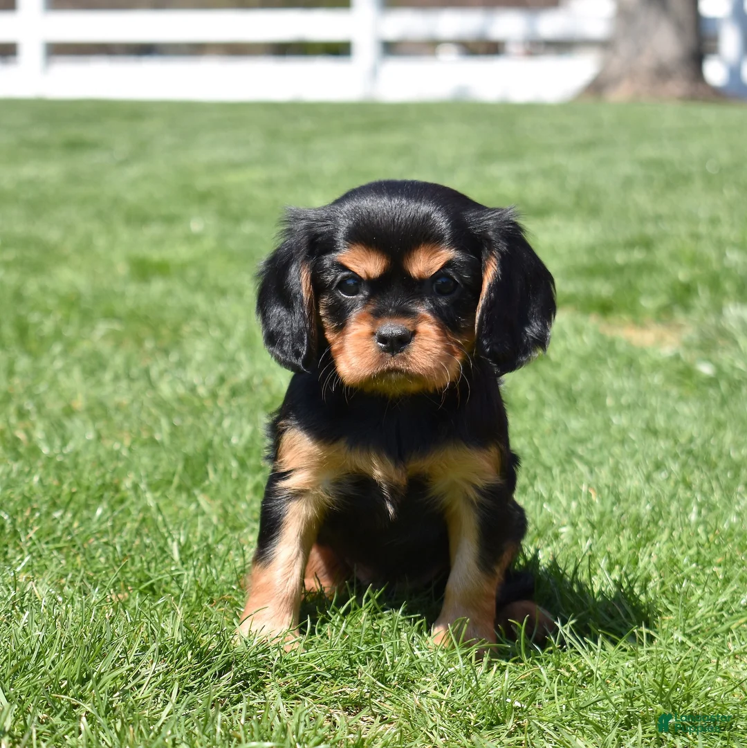 Cavalier King Charles Spaniel dogs for sale: Izzy  - Ad 1