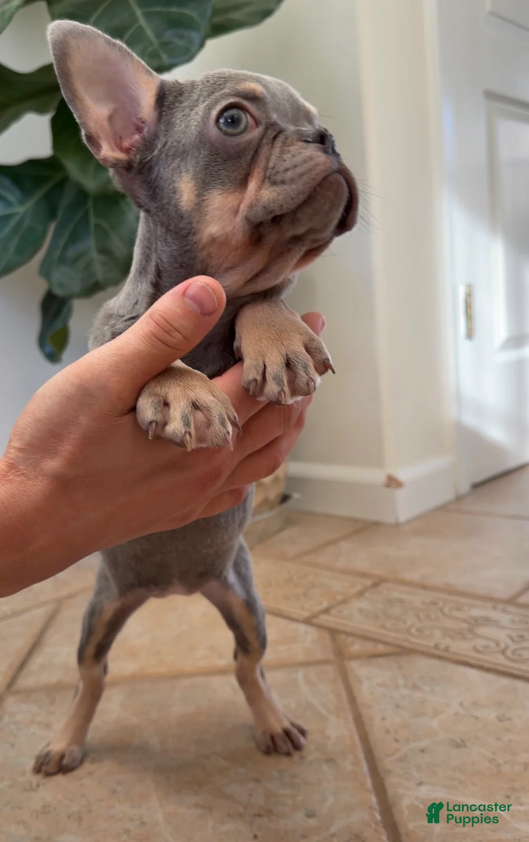 French Bulldog dogs for sale: Cherry - Ad 4