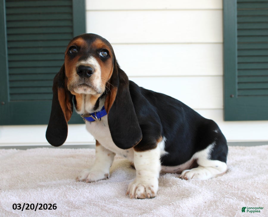Basset Hound dogs Sophia - Ad 2