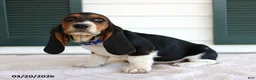 Basset Hound dogs for sale: Sophia - Ad 2