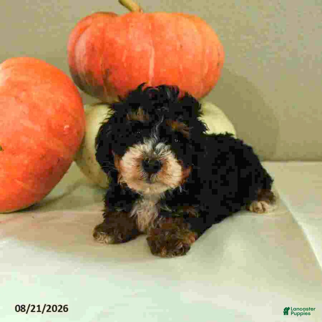 Mini Bernedoodle dogs for sale: Mila - Ad 2