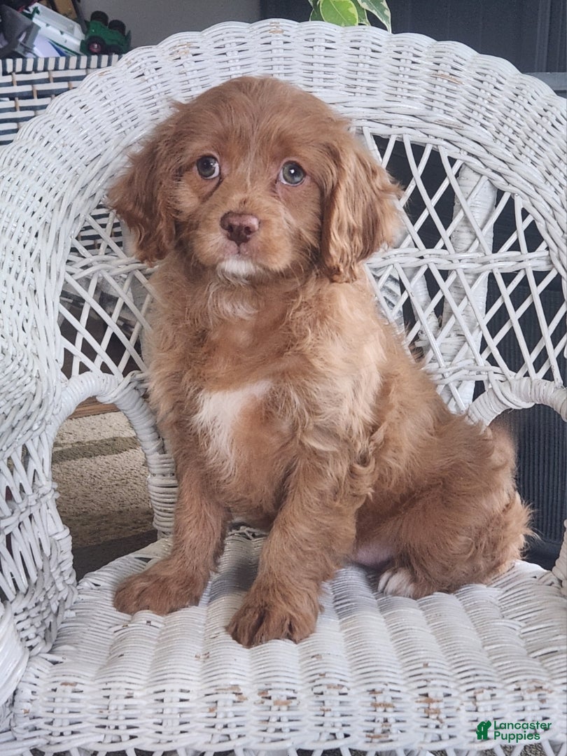 Cavapoo dogs Joy - Ad 1